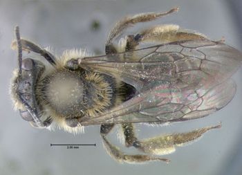 Media type: image;   Entomology 609511 Aspect: habitus dorsal view